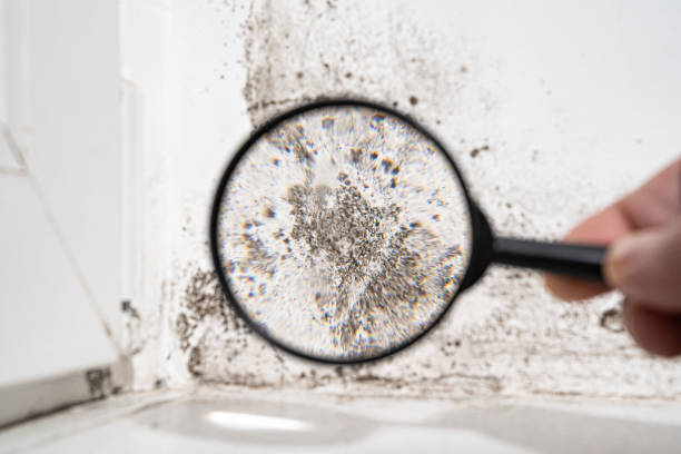 Best Mold Odor Removal Services  in San Pablo, CA